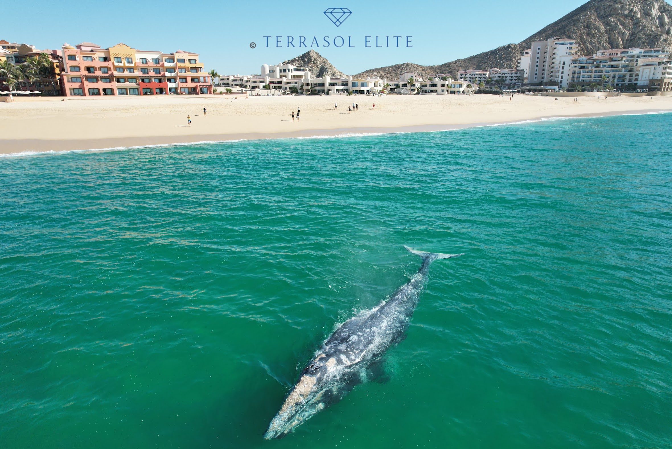 Aerial drone shot of a gray whale swimming just off Terrasol Beach Resort in Cabo San Lucas, with the resort buildings visible on shore